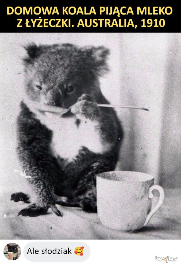 Koala pije mleko z łyżeczki