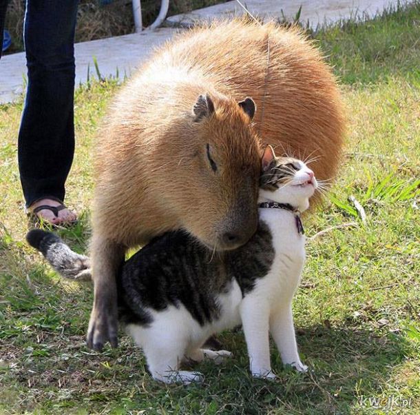 Kapibarowa przyjaźń.