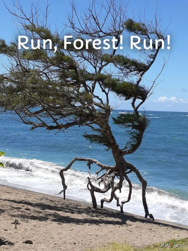 Run Forest ....
