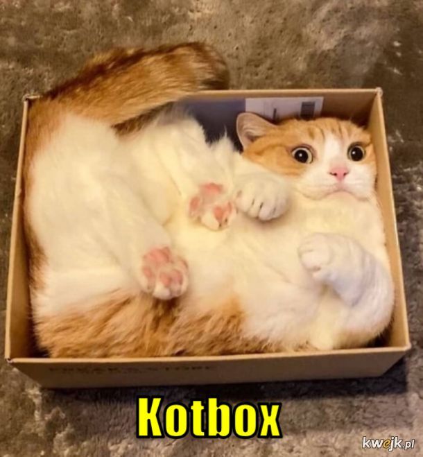 Kotbox