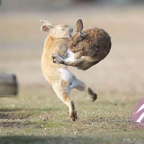 Dramatyczna walka króliczków.