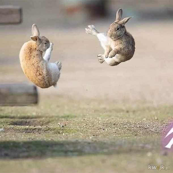 Dramatyczna walka króliczków.