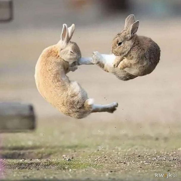 Dramatyczna walka króliczków., obrazek 3