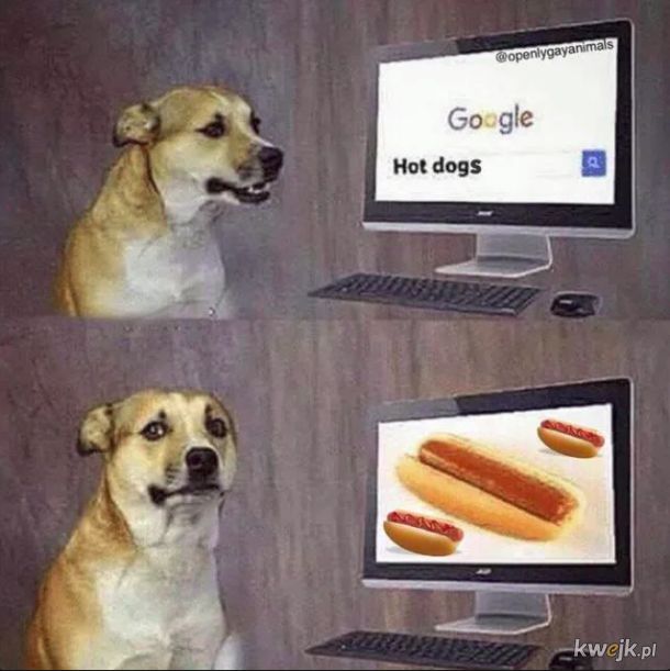 Hot dogi