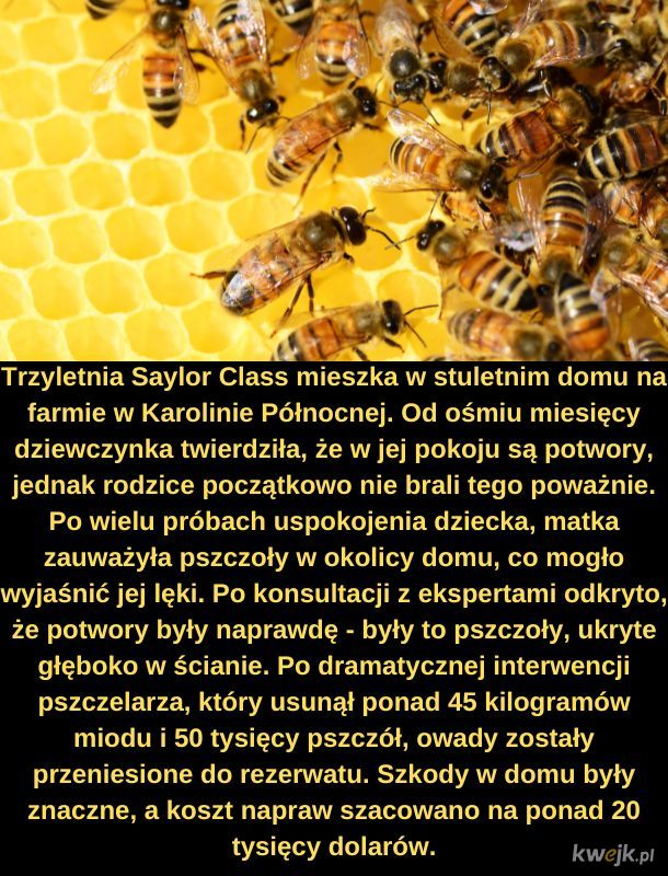 Pszczółki.