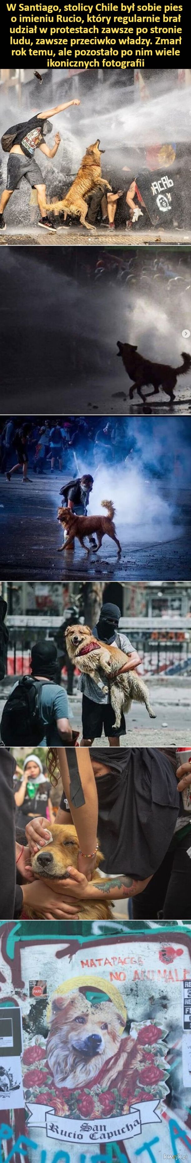 Rucio - pies, który chodził protestować przeciwko władzy