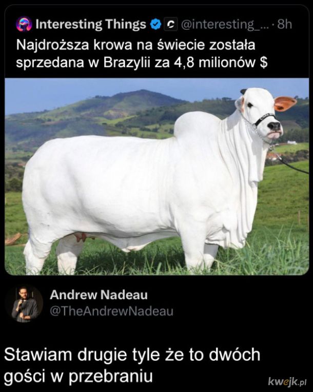 Najdroższa krowa na świecie