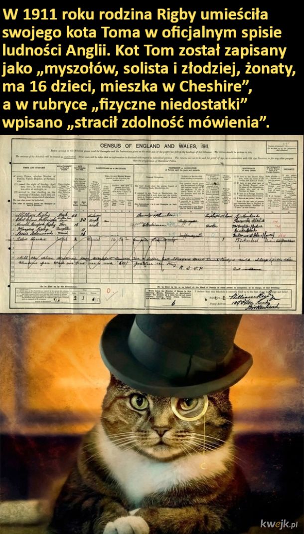 Kot w oficjalnym spisie ludności