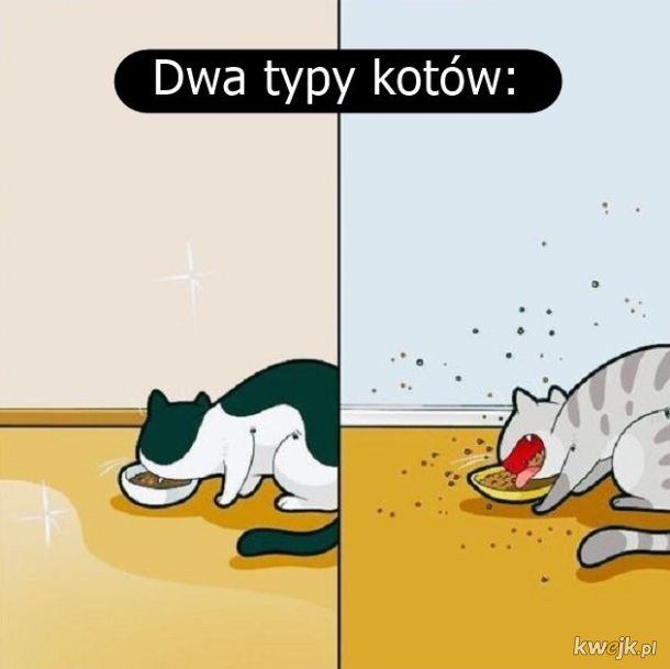 Koty
