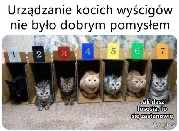 Wyścigi