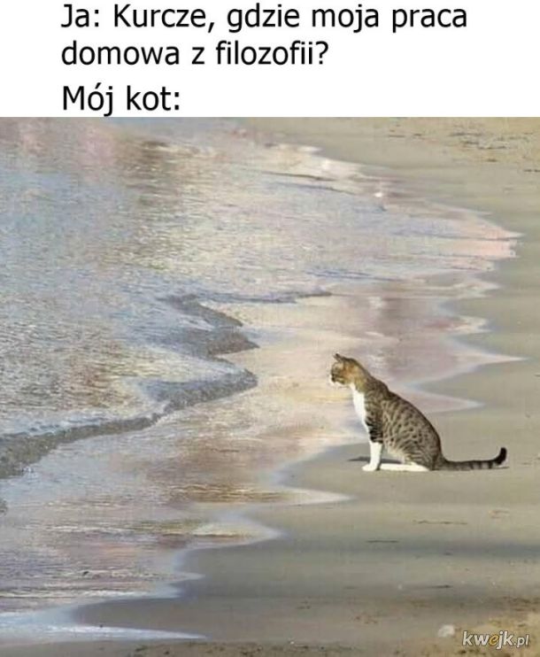 Filozofia i kot