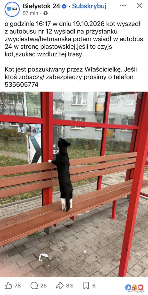 Kot podróżnik, sprawdza rozklad jazdy 
