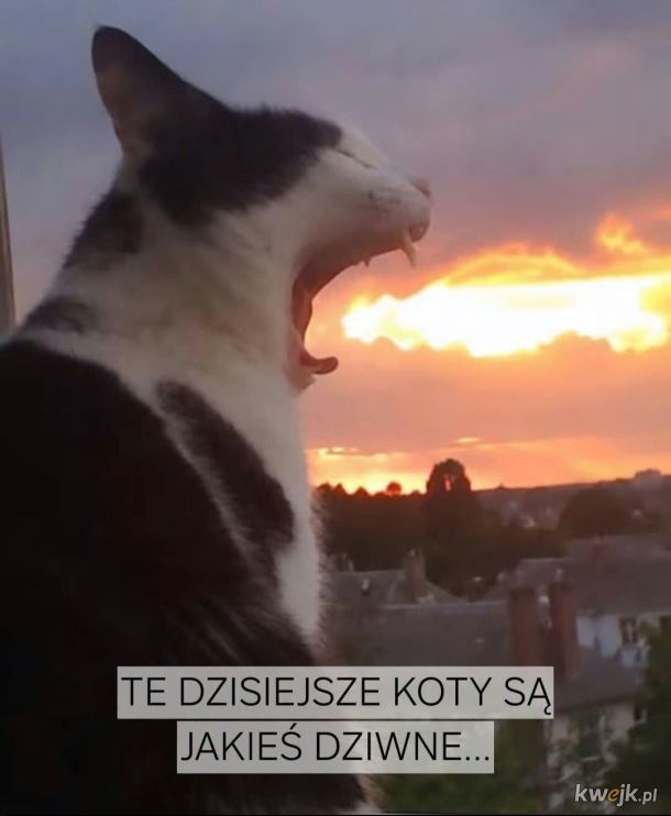 Smok