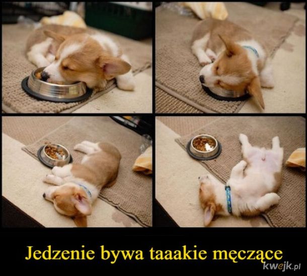 Jedzenie