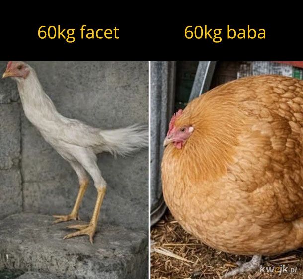60kg