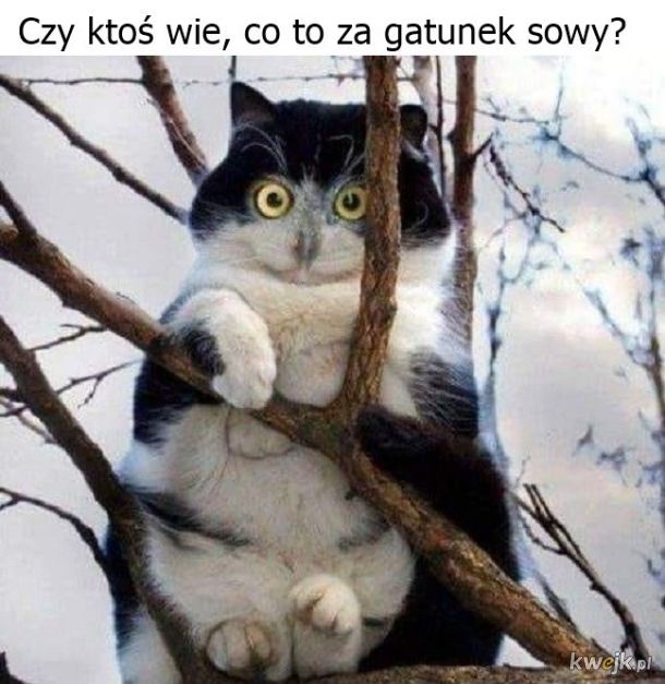 Sowa?