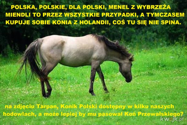 bo nikt mi nie będzie mówił w jakich językach mam konia kupić
