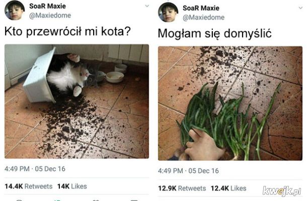 Kto przewrócił mi kota
