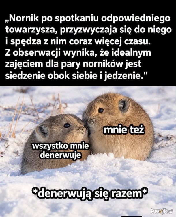 k♡rwa jestem nornikiem i chodze z innym nornikiem, czego i wam życzę