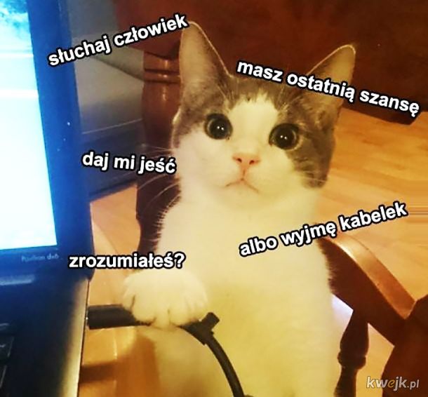 Kot