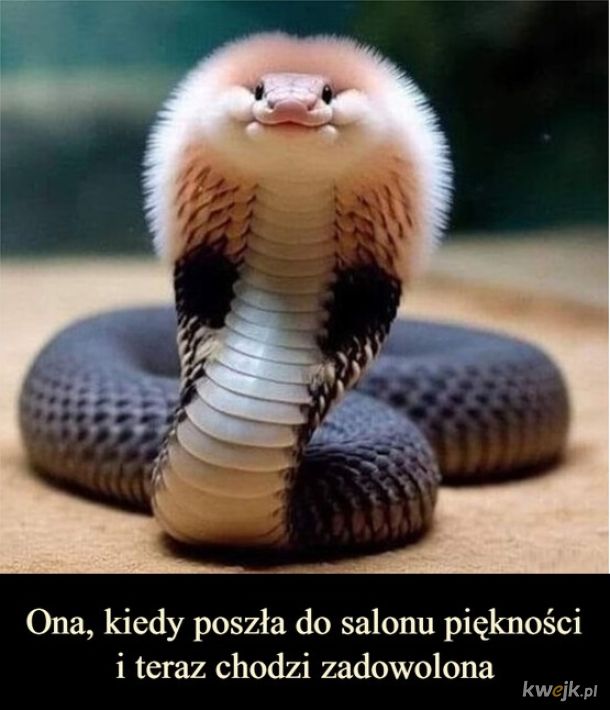 Wąż