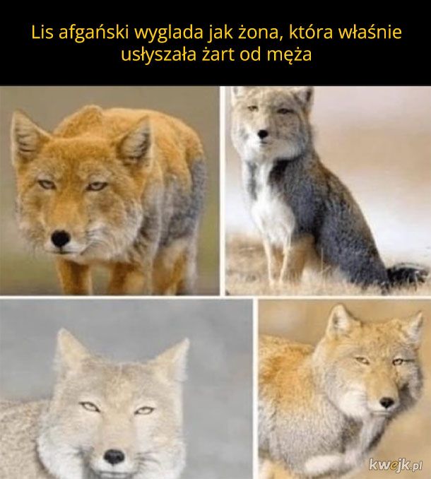 Lis afgański