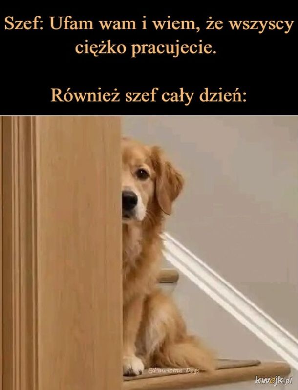 Szef