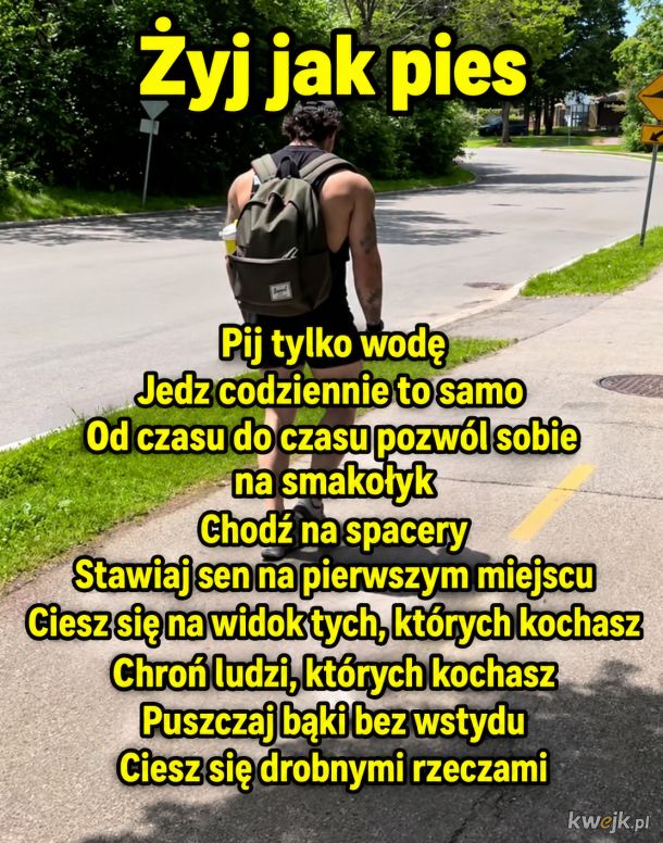 Żyj jak pies