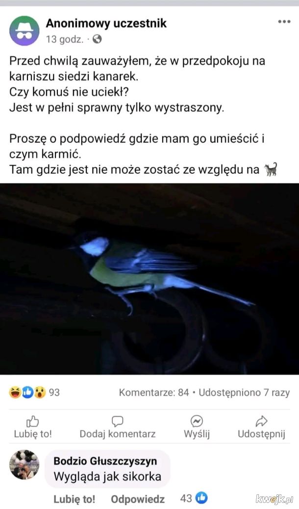 Nawet ja wiem, że to dzięcioł