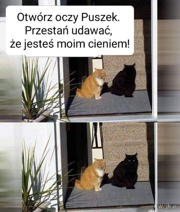 Cień