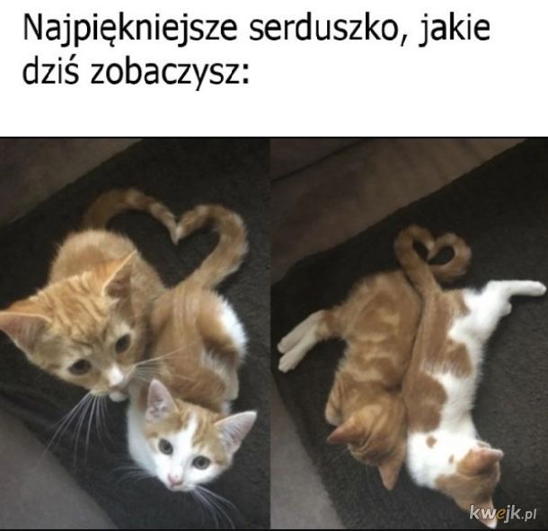 Serce