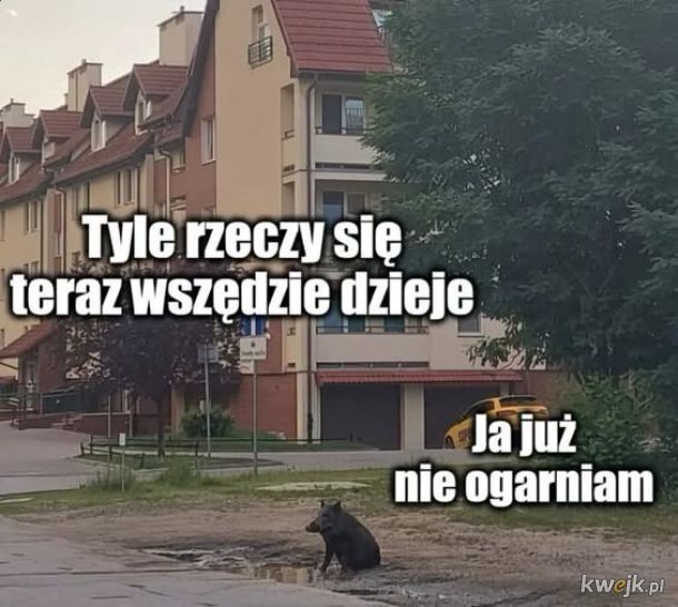 dzik