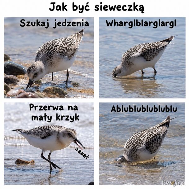 Sieweczka