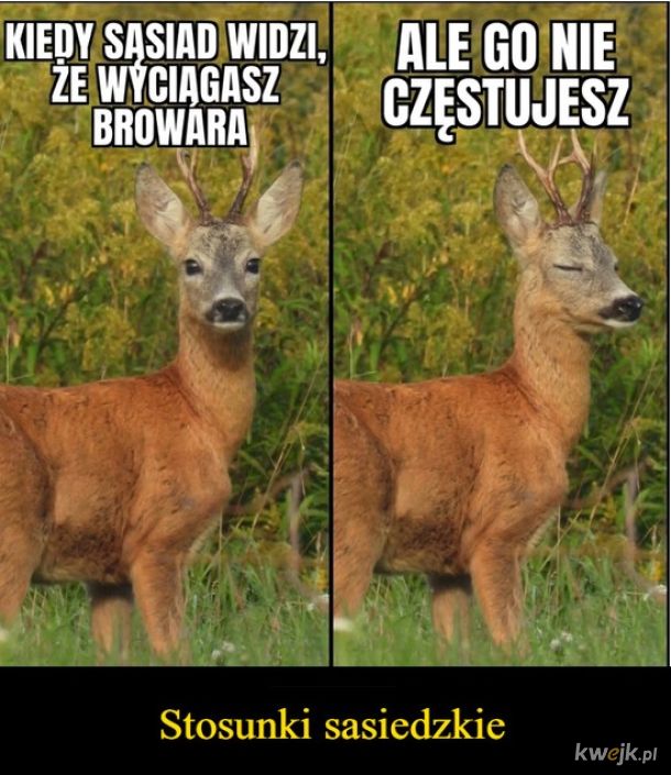 Browarek