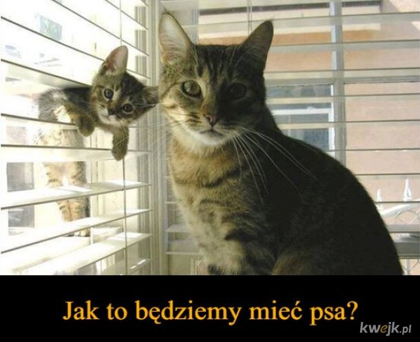 Nowy nabytek