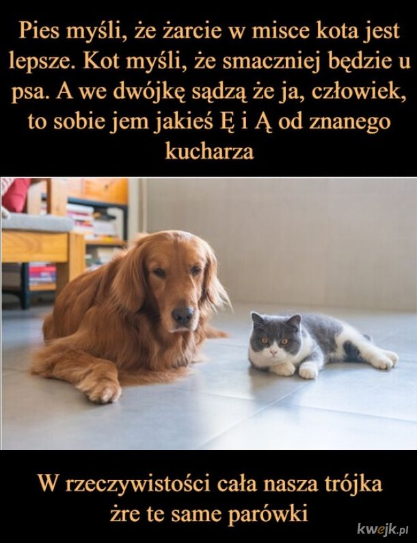 Rozkminka