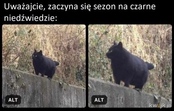 Niedżwiedż