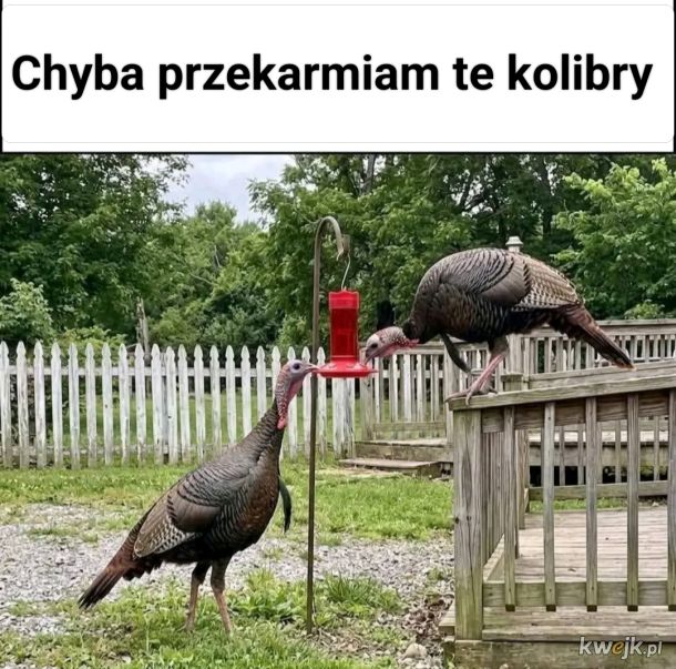 Kolibry