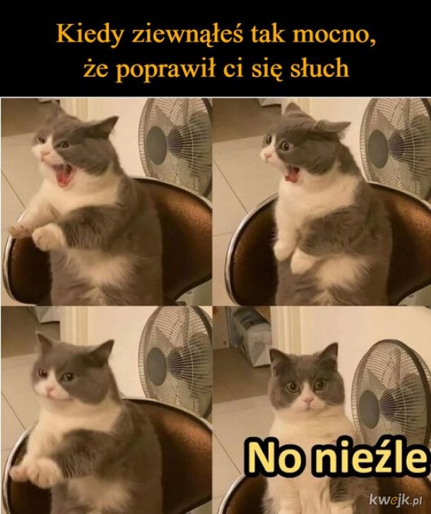 Jest ok