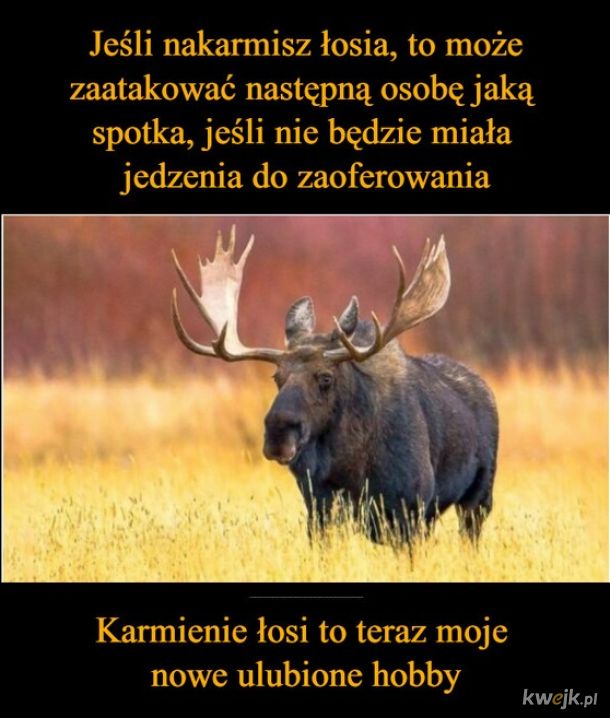 Łoś