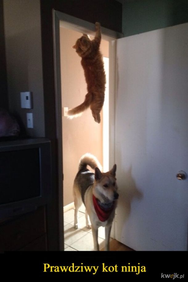Ninja