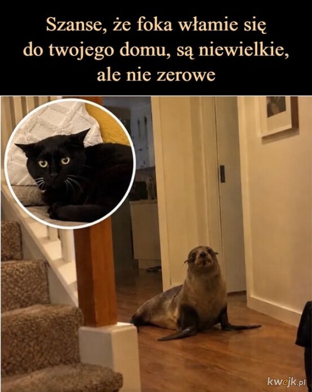 Foka
