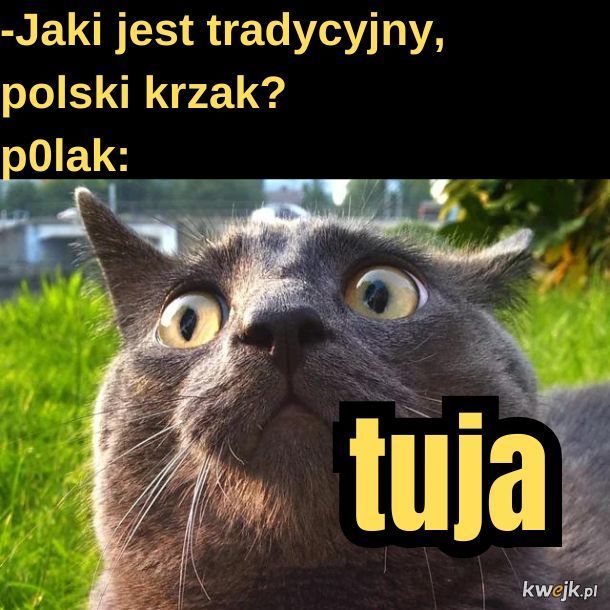 Tuja